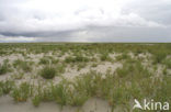 Glasswort (Salicornia spec)