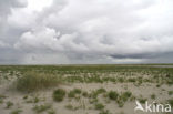 Glasswort (Salicornia spec)