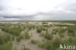 Glasswort (Salicornia spec)