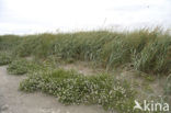 Glasswort (Salicornia spec)