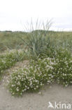 Glasswort (Salicornia spec)