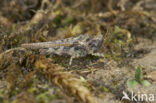 Slender Groundhopper (Tetrix subulata)