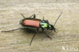 abax beetle (Agonum sexpunctatum)