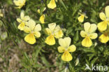 Zinkviooltje (Viola lutea ssp. calaminaria) 