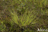 White Sedge (Carex curta)