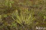 White Sedge (Carex curta)
