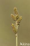 White Sedge (Carex curta)