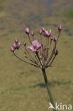 Zwanenbloem (Butomus umbellatus)