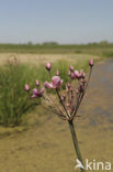 Zwanenbloem (Butomus umbellatus)