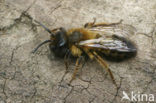 mining bee (Andrena nigroaenea)