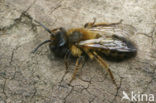 Zwartbronzen zandbij (Andrena nigroaenea)