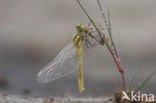 Black Darter (Sympetrum danae)