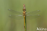 Zwarte heidelibel (Sympetrum danae)