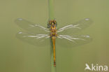 Zwarte heidelibel (Sympetrum danae)