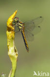 Zwarte heidelibel (Sympetrum danae)