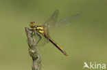 Zwarte heidelibel (Sympetrum danae)