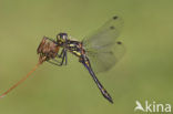 Zwarte heidelibel (Sympetrum danae)