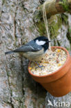 Zwarte Mees (Parus ater)