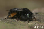 Zwarte sachembij (Anthophora retusa) 