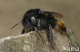 Zwarte sachembij (Anthophora retusa) 