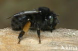 Zwarte sachembij (Anthophora retusa) 