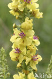 Zwarte toorts (Verbascum nigrum)