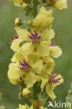 Dark Mullein (Verbascum nigrum)