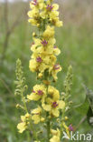 Zwarte toorts (Verbascum nigrum)