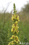 Zwarte toorts (Verbascum nigrum)