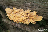 Zwavelzwam (Laetiporus sulphureus)