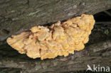 Zwavelzwam (Laetiporus sulphureus)