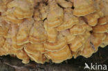 Zwavelzwam (Laetiporus sulphureus)