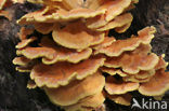 Zwavelzwam (Laetiporus sulphureus)