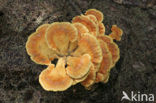 Zwavelzwam (Laetiporus sulphureus)