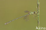 Shy Emerald Damselfly (Lestes barbarus)