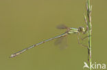 Zwervende pantserjuffer (Lestes barbarus)