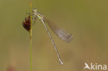 Shy Emerald Damselfly (Lestes barbarus)