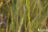 Shy Emerald Damselfly (Lestes barbarus)