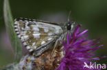 Rosy Grizzled Skipper (Pyrgus onopordi)