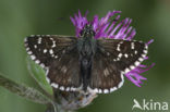 Rosy Grizzled Skipper (Pyrgus onopordi)