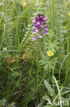 Aangebrande orchis (Neotinea ustulata) 