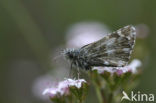 Grizzled Skipper (Pyrgus malvae)