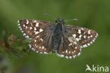 Grizzled Skipper (Pyrgus malvae)