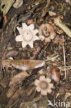 Earthstar (Geastrum spec.)