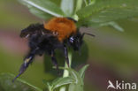 Akkerhommel (Bombus pascuorum)