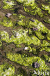 algae