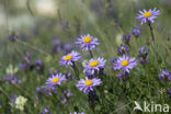 Alpine Aster (Aster alpinus)