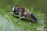 Alpenbijvlieg (Eristalis alpina)