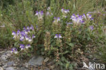 alpine skullcap (Scutellaria alpina)