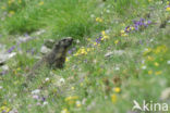 Alpine Marmot (Marmota marmota)